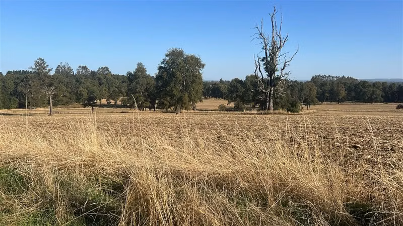 Agrícola en venta en Purranque