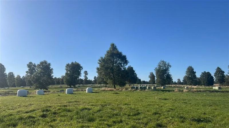 Agrícola en venta en Purranque