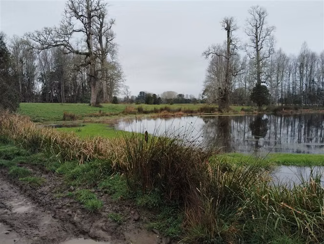 Agrícola en venta en Río Negro, Región de Los Lagos