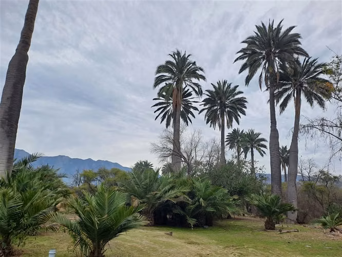 Sitio en venta en Hijuelas