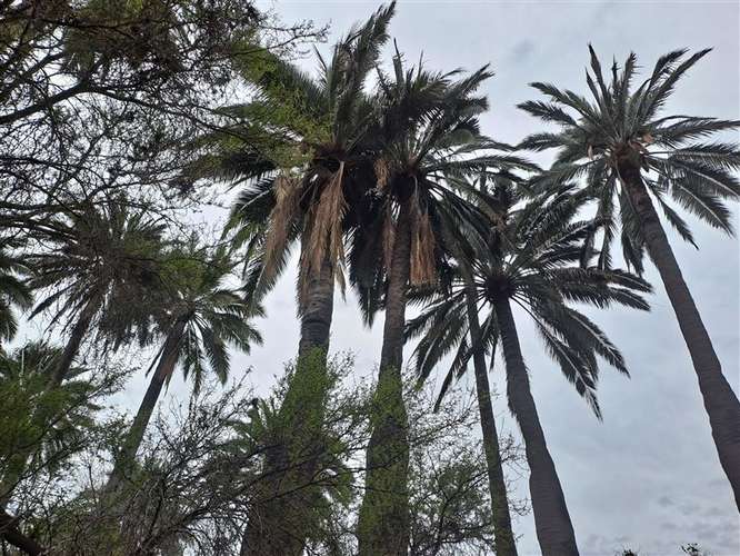Sitio en venta en Hijuelas - Imagen 6