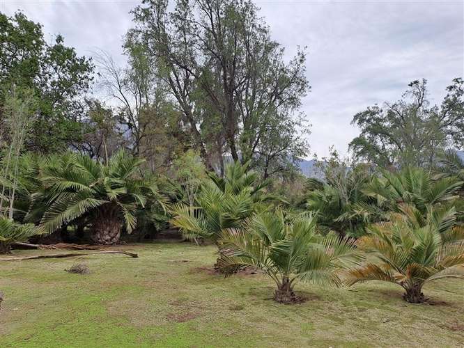 Sitio en venta en Hijuelas - Imagen 2