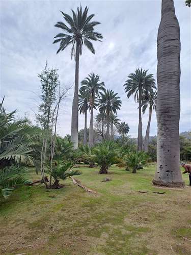 Sitio en venta en Hijuelas - Imagen 4