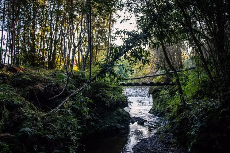 Terrenos Hornopiren, Hualaihue. Naturaleza y conservación.