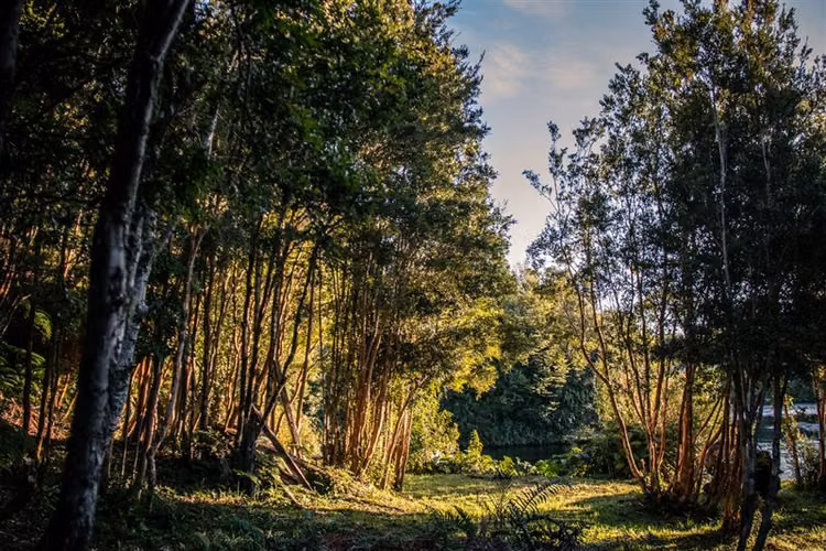 Terrenos Hornopiren, Hualaihue. Naturaleza y conservación.