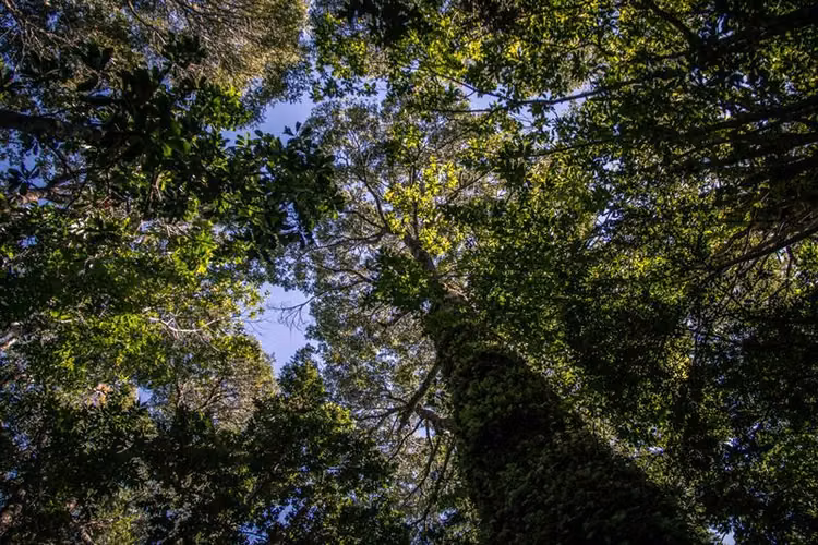 Terrenos Hornopiren, Hualaihue. Naturaleza y conservación.