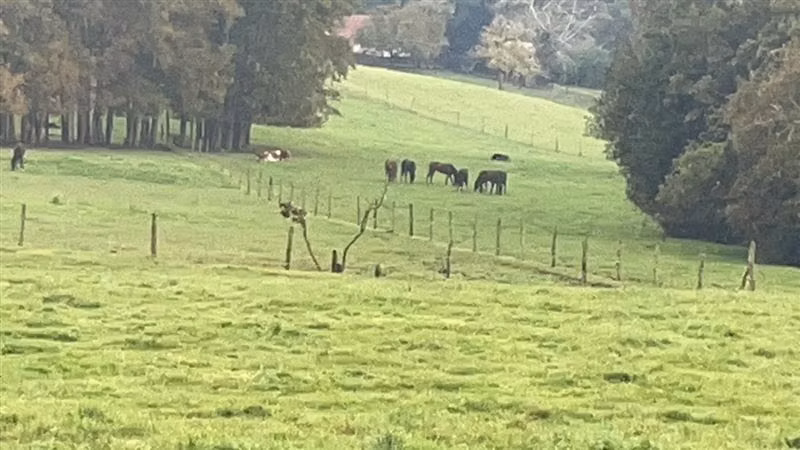 Agrícola en venta en Purranque