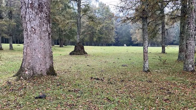Agrícola en venta en Purranque