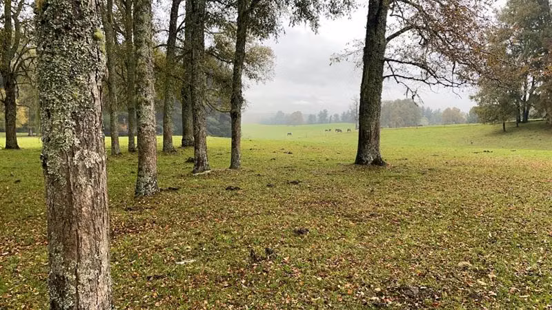 Agrícola en venta en Purranque