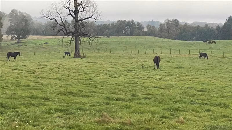 Agrícola en venta en Purranque