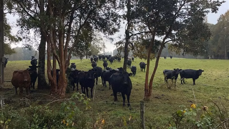 Agrícola en venta en Purranque