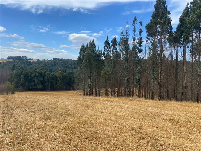 Agrícola en venta en Vilcún