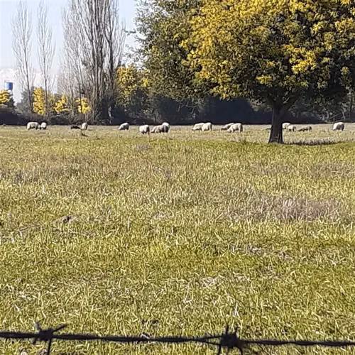 Parcela en venta en Ñiquén