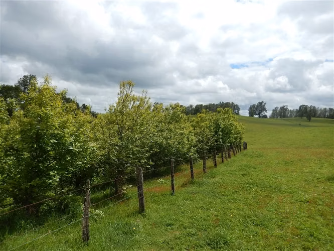 Agrícola en venta en Cunco