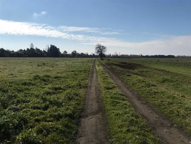 Agrícola en venta en Chillán Viejo - Imagen 4