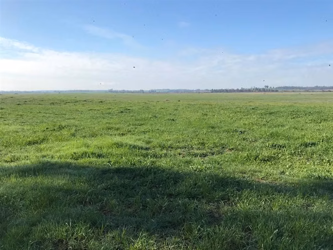 Agrícola en venta en Chillán Viejo - Imagen 3
