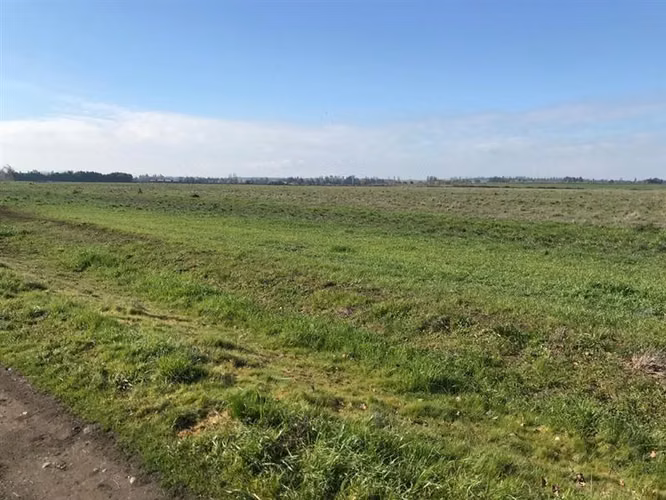 Agrícola en venta en Chillán Viejo - Imagen 5