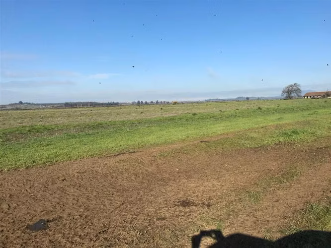 Agrícola en venta en Chillán Viejo - Imagen 7