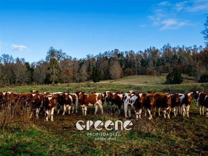 Agrícola en venta en Curacautín