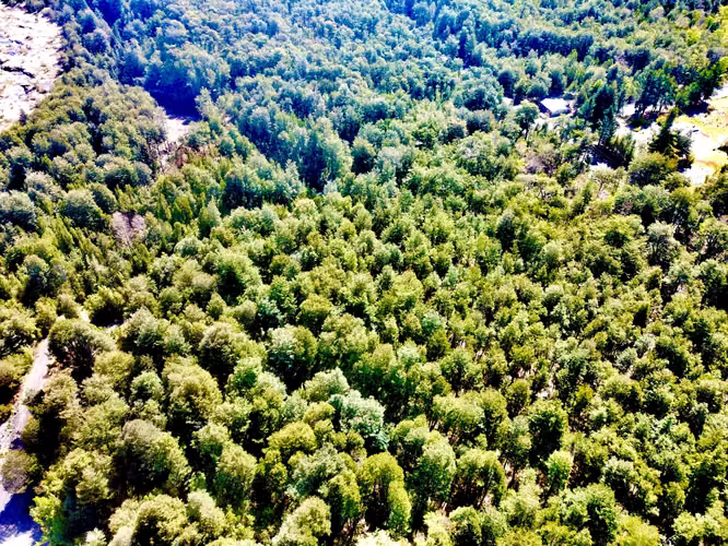 Venta Parcela Villarrica Pino Huacho (167869)