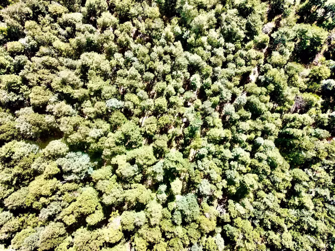 Venta Parcela Villarrica Pino Huacho (167869)