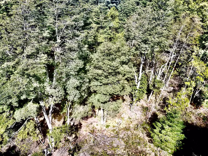 Venta Parcela Villarrica Pino Huacho (167869)
