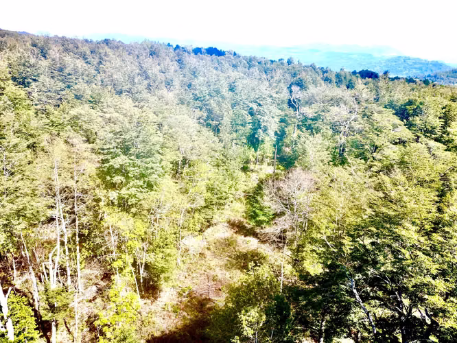 Venta Parcela Villarrica Pino Huacho (167869)