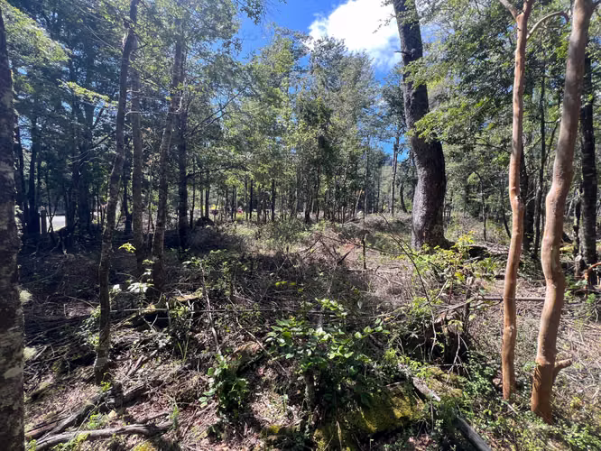 Venta Parcela Villarrica Pino Huacho (167869)