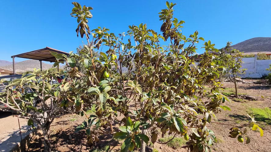 Vendo Espectacular Parcela en Valle del Elq (167863)