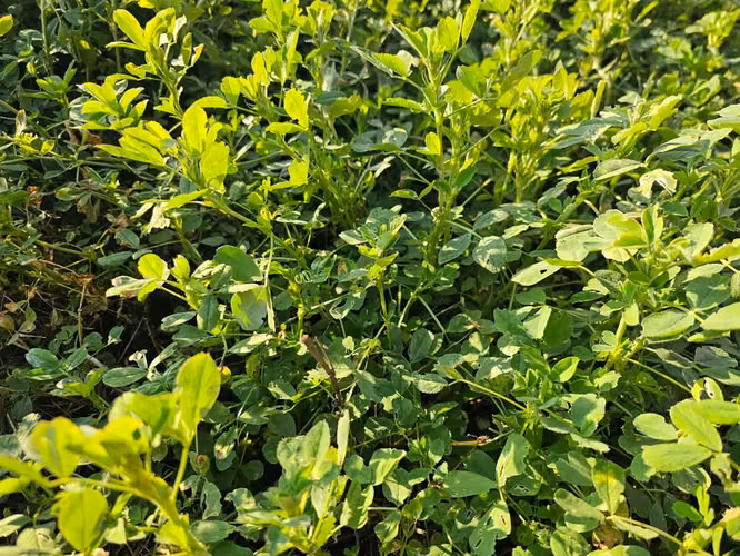 PARCELA Las Delicias, Codegua