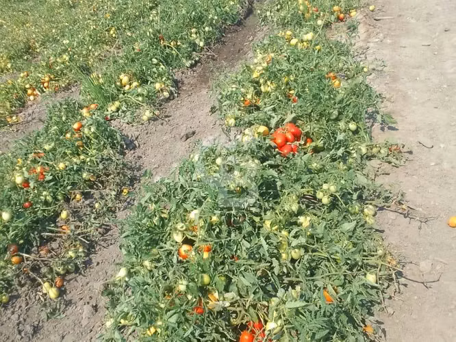 Parcela Productiva 23há con Agua, Cerca Ruta 5 Sur