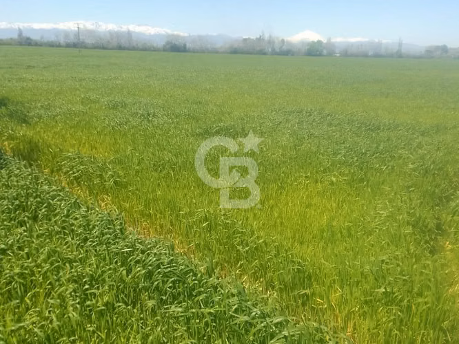 Parcela Productiva 23há con Agua, Cerca Ruta 5 Sur