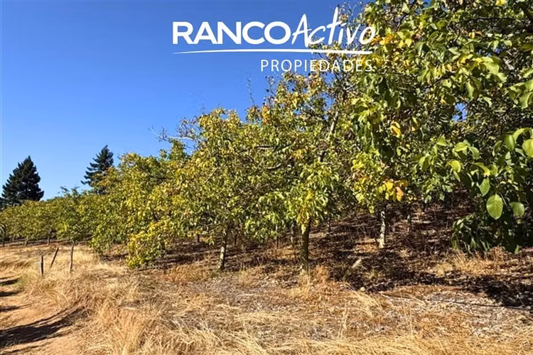 Agrícola en venta en Quillón
