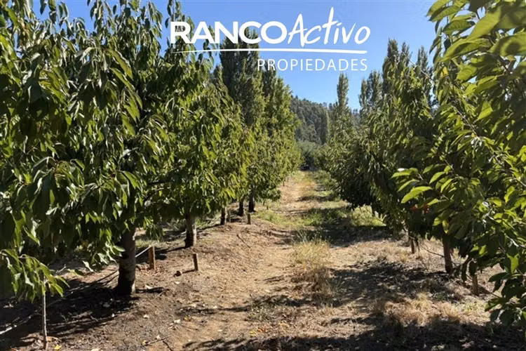 Agrícola en venta en Quillón