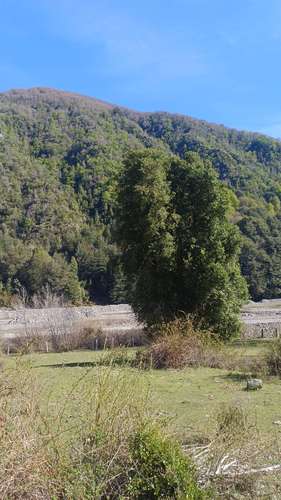 VENTA TERRENO - SITIO 280000MTS Curacautín - Imagen 14