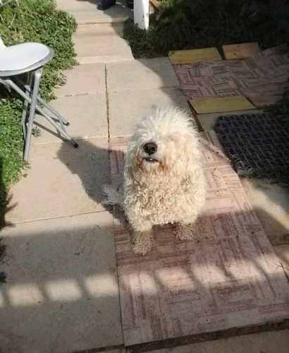 Se regala caniche Macho