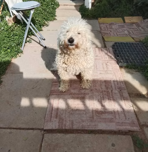 Se regala caniche Macho