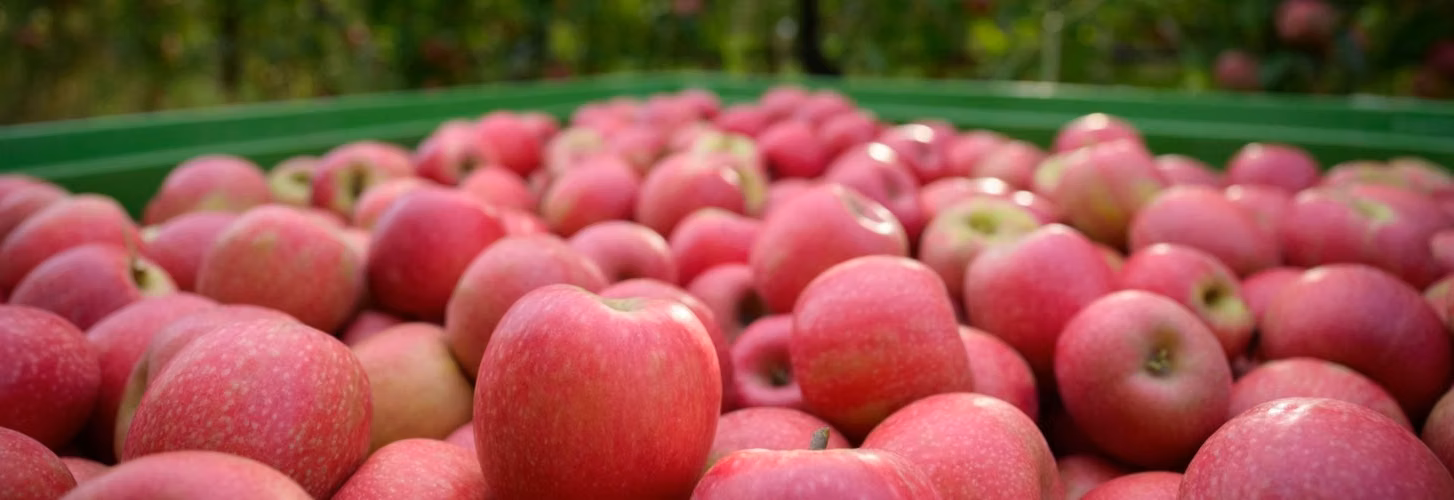 VENTA DE MANZANAS PINK LADY (ROSSY GLOW) POR MAYOR