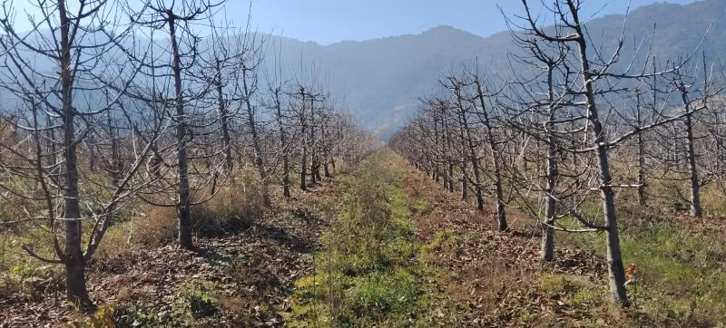 Agrícola COMALLE