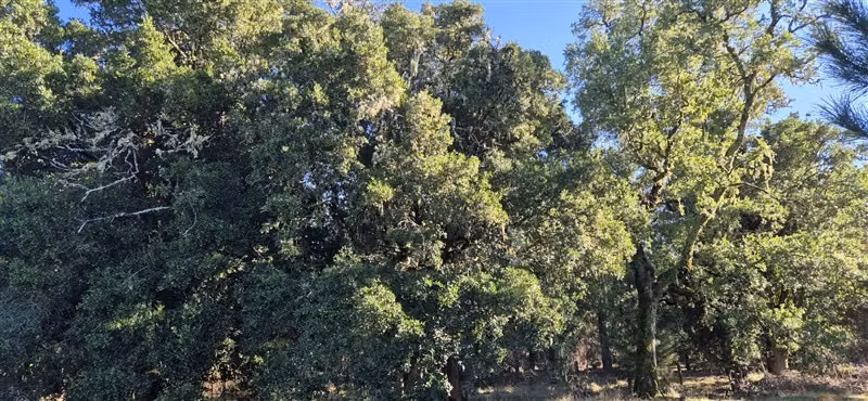 Parcelas en venta orilla Río Toltén