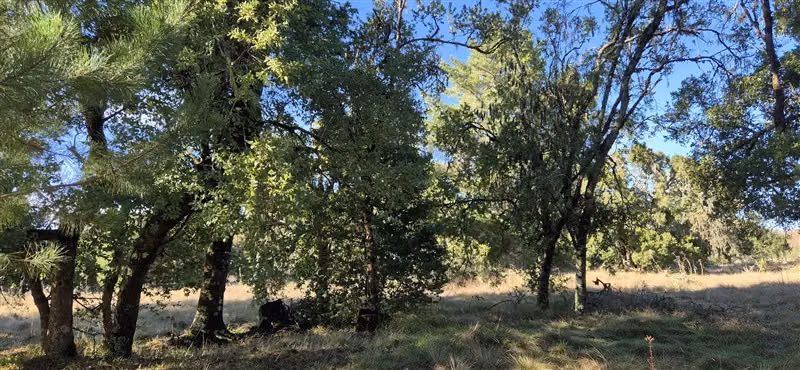 Parcelas en venta orilla Río Toltén