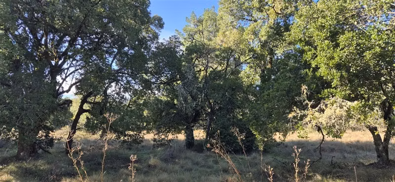 Parcelas en venta orilla Río Toltén