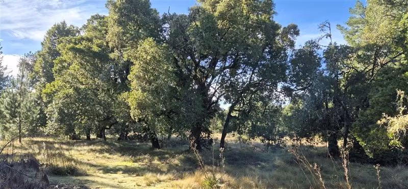 Parcelas en venta orilla Río Toltén