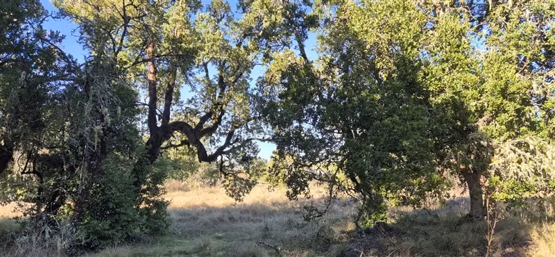 Parcelas en venta orilla Río Toltén