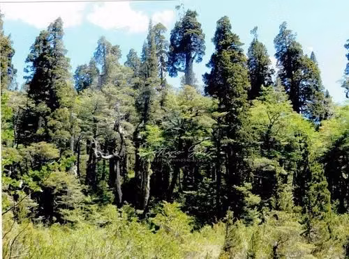 AGRICOLA Venta Exclusivo Terreno 917há En Cochamó, Región Los Lagos