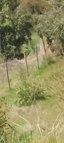 HERMOSA PARCELA, VALLE  DEL PRINCIPAL,PIRQUE (169030) - Imagen 10