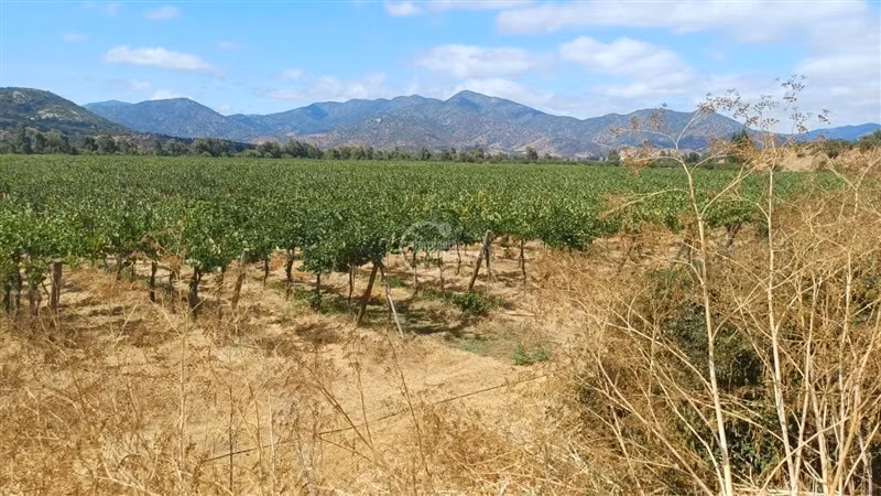 Agrícola en venta en Alhué