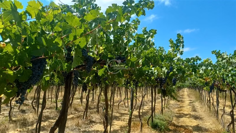 Agrícola en venta en Alhué