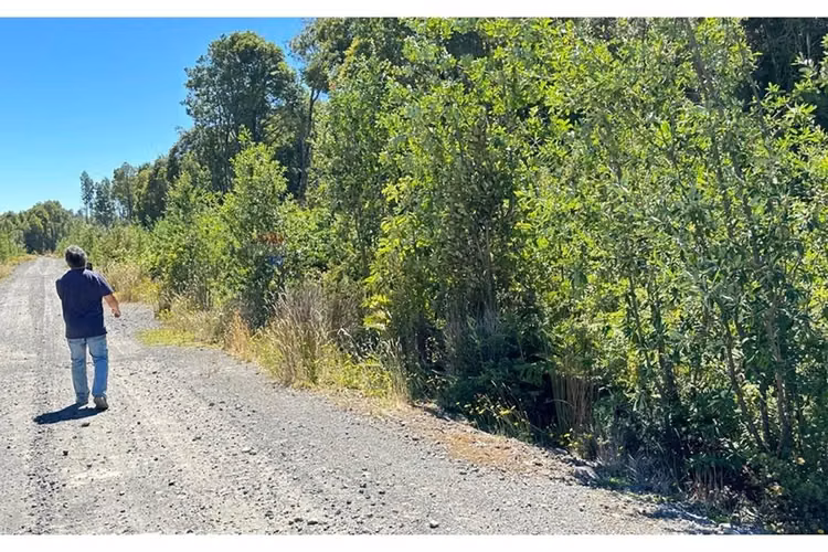 Parcela con bosque nativo en puerto varas