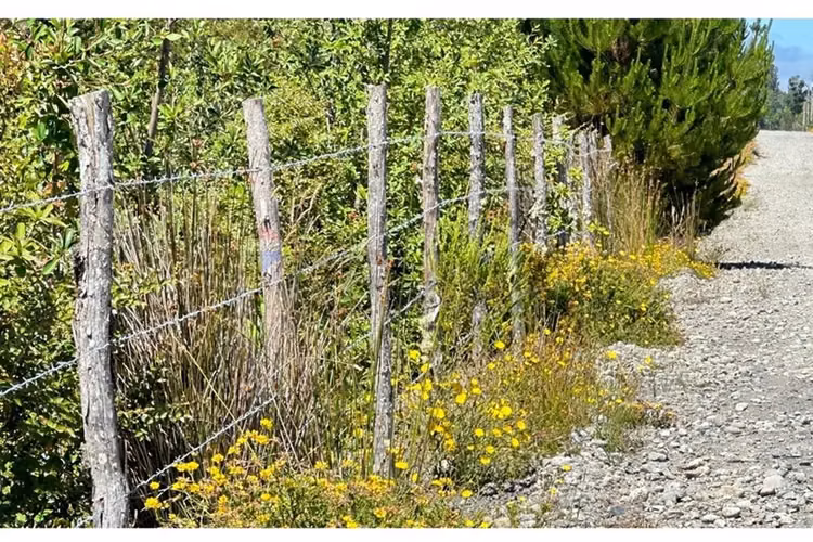 Parcela con bosque nativo en puerto varas